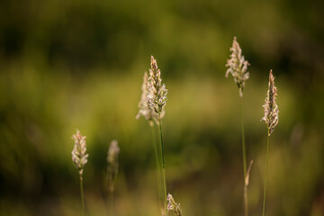 Grass during spring sunset