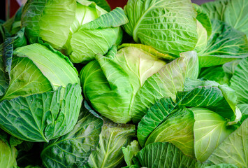 Cabbage background,  Close up macro of fresh cabbage from a farm field, Vegetarian food concept.