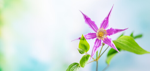 Beautiful light purple clematis in flowers garden. Closeup.