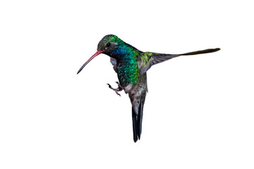 Broad-Billed Hummingbird (Cynanthus latirostris) Photo, in Flight on a Transparent Background