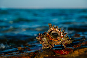 Fototapeta premium Alive big seashell against the background of Red Sea.