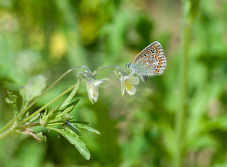 Butterfly on the green grass