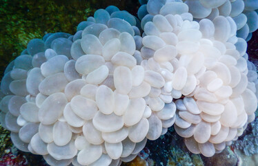 A close up look of underwater soft coral with white-grey color.