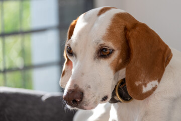 Close up head of an istrian shorthaired hound - cute little hunting dog portrait