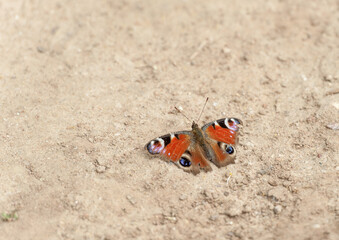 Fototapeta na wymiar Butterfly on the ground. Spring
