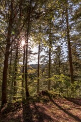 Natural landscape within the forest