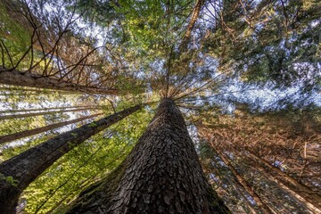 Beautiful background of forest trees seen from below - 573625002