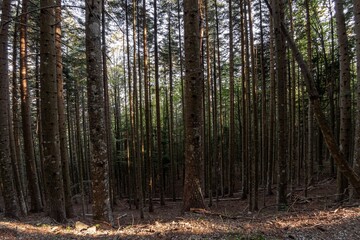 Natural landscape within the forest