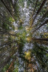 Beautiful background of forest trees seen from below - 573625059