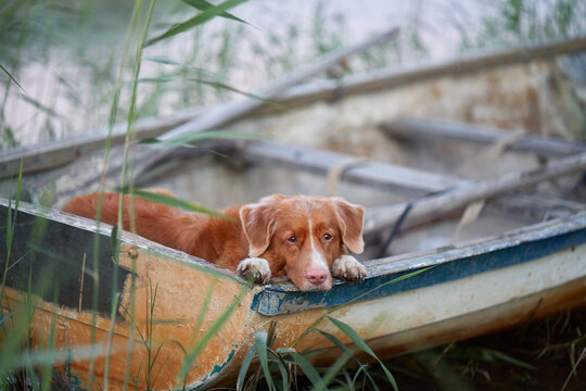 dog in the boat. Nova Scotia duck retriever in nature on lake 