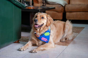 perro Golden feliz con bandana en casa 