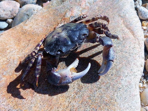 Krebs; Gliederf&uuml;&szlig;er, Arthropoda, Krabbe, Scheere, Schalentier, Strandkrabbe, Delikatesse, Tierschutz, Meerestier, Ozean, Fischen, Schale, Panzer