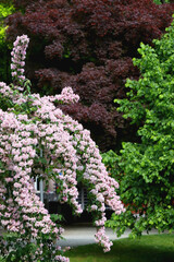Obraz premium Abelia bush witth light pink flowers. Selective focus.