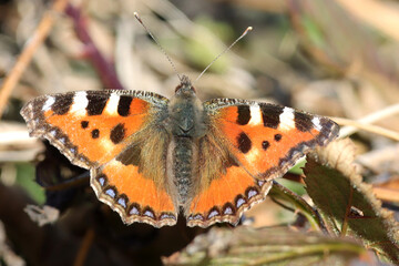 Papillon vanesse de l'ortie petite tortue en hiver