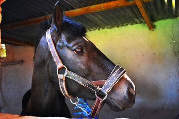 horse in stable
