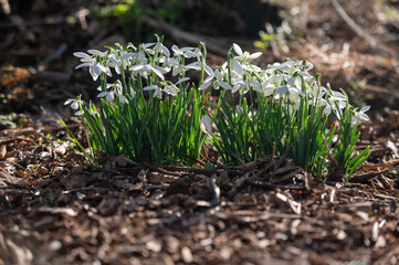 Beautiful first flowers snowdrops in spring forest.  The arrival of spring. Scenic view of the spring forest with blooming flowers