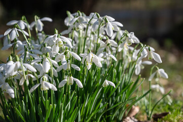 Beautiful first flowers snowdrops in spring forest.  The arrival of spring. 