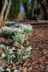 Beautiful first flowers snowdrops in spring forest.  The arrival of spring. Scenic view of the spring forest with blooming flowers