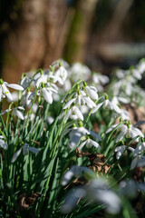 Beautiful first flowers snowdrops in spring forest.