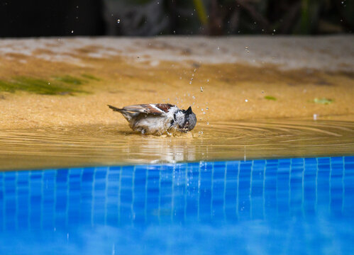 House sparrow bathing in a pool
