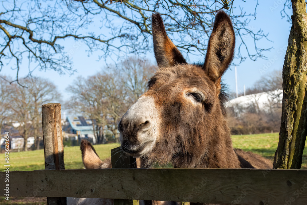 Canvas Prints portrait of a beautiful donkey looking over fence