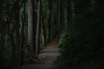 path in the woods