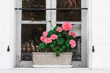 Fototapeta na wymiar Homemade red geranium on the street window sill on the window. Selective focus