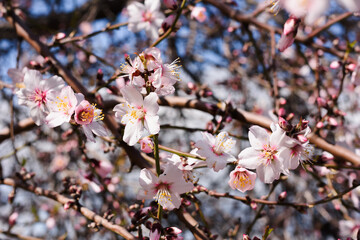 The tree is a blooming almond with white flowers. Early spring. Selective focus