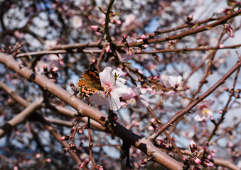 Butterfly on an almond flower. The tree is a blooming almond with white flowers. Early spring. Selective focus