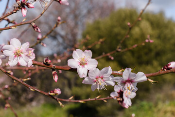 Fototapeta premium The tree is a blooming almond with white flowers. Early spring. Selective focus