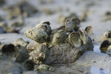 shell Pacific Ocean