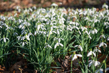 Beautiful first flowers snowdrops in spring forest.  
