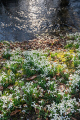 Beautiful first flowers snowdrops in spring forest.  