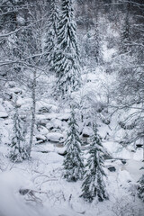 Beauty winter landscape with fair trees under the snow.