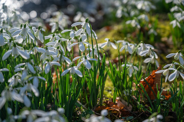 Beautiful first flowers snowdrops in spring forest.  The arrival of spring. 
