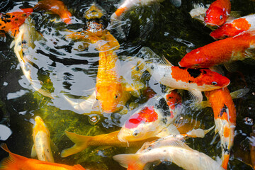 Many colorful Koi fishs in pool. Koi or more specifically nishikigoi	
