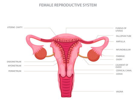 Female reproductive system with main parts