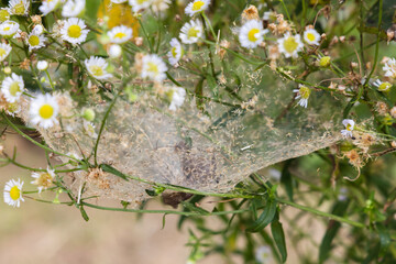durians on the durian tree in organic durian orchard . famous fruit of eastern Thailand	
