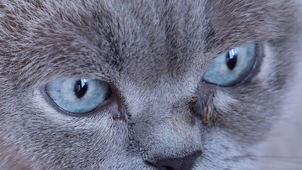 Muzzle of blue-eyed siamese cat