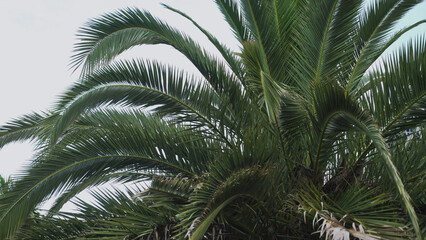 Fototapeta premium Palm tree against a blue sky. Travel concept