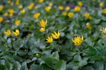 Marsh marsh marigold (Caltha palustris). Blooming yellow flowers against a background of green leaves
