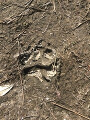 Florida Panther Paw Print