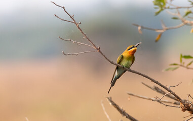 Bee Eater
