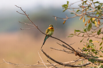 Bee Eater