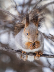 Fototapeta premium The squirrel with nut sits on tree in the winter or late autumn