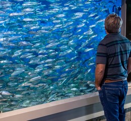 Obraz na płótnie Canvas A man viewing Pacific Herring and Pacific Sardines swimming in an aquarium, Newport, Oregon.
