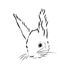 Hand drawn squirrel. Retro realistic animal isolated. Vintage style. Doodle line graphic design. Black and white drawing mammal. Vector sketch. Christmas animal.