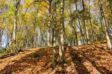 Steep climb on a slope in a colorful autumn forest, golden autumn