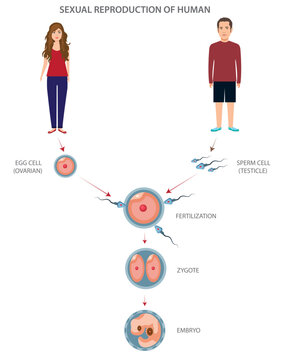 Sexual reproduction of human different stages and levels