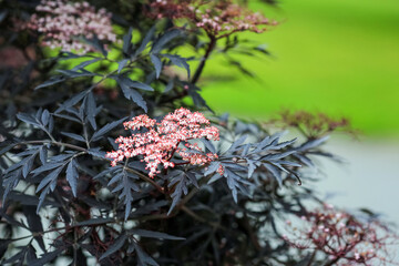 Plant Sambukus Nigra Black Lace